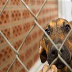 The Journey of Adopting a Furry Friend from Animal Rescue Centers in Broward County, Florida