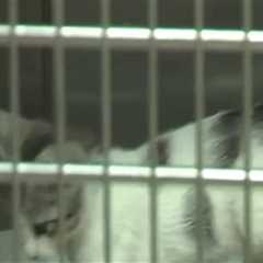 The Journey to Finding Forever Homes for Animals in Broward County, Florida