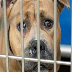 The Impact of Rescue Centers on Animal Adoptions in Broward County, Florida