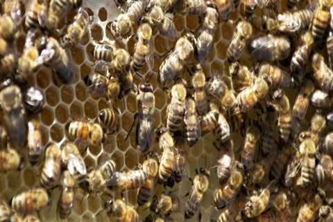 The Importance of Beekeeping in McDowell County, North Carolina