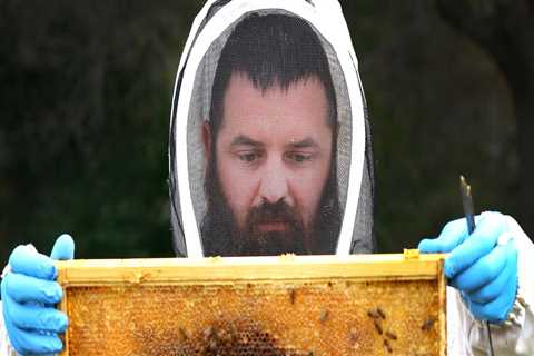 The Buzz on Beekeeping in McDowell County, North Carolina