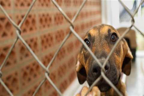 The Journey of Adopting a Furry Friend from Animal Rescue Centers in Broward County, Florida