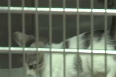 The Journey to Finding Forever Homes for Animals in Broward County, Florida