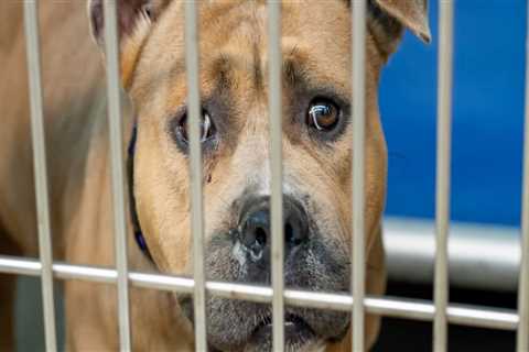 The Impact of Rescue Centers on Animal Adoptions in Broward County, Florida