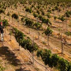 The Ins and Outs of Wine Tours in Harris County, Texas