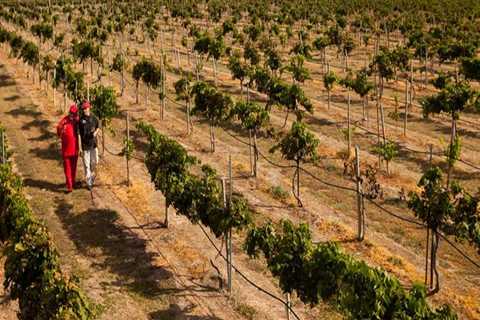 The Ins and Outs of Wine Tours in Harris County, Texas