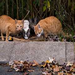 Tackling the Stray and Feral Animal Crisis in East Tennessee