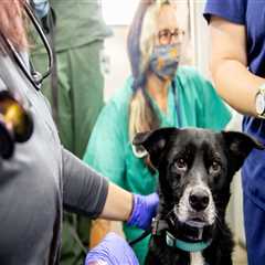Collaboration: The Key to Animal Welfare in East Tennessee