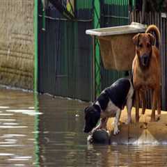 The Devastating Impact of Natural Disasters on Animal Welfare in East Tennessee
