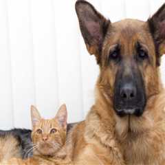 The Importance of Animal Welfare in East Tennessee