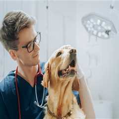 The Crucial Role of Veterinarians in Promoting and Ensuring Animal Welfare in East Tennessee