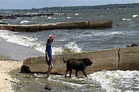 The Ultimate Guide to the Pet Policy at Boatyards in Calvert County, MD