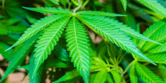 Turning Over a New Leaf: How Cannabis Receiverships Can Cultivate a Stronger Future