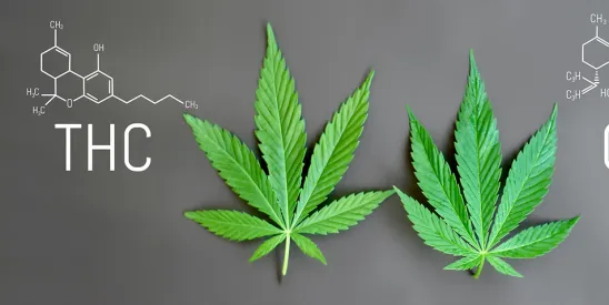 After Fierce Debate, Texas Chooses to Regulate, Not Prohibit, Consumable Hemp Products