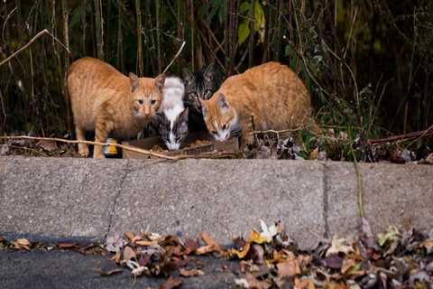Tackling the Stray and Feral Animal Crisis in East Tennessee