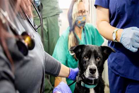 Collaboration: The Key to Animal Welfare in East Tennessee