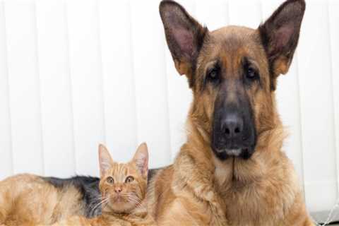 The Importance of Animal Welfare in East Tennessee