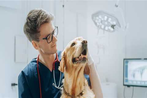 The Crucial Role of Veterinarians in Promoting and Ensuring Animal Welfare in East Tennessee