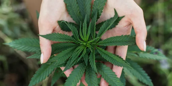 Michigan House Passes 24% Wholesale Cannabis Excise Tax