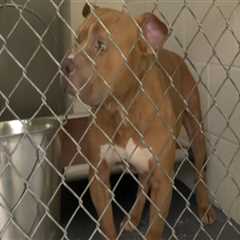 The Importance of Microchipping Animals at Shelters in Southeast SC
