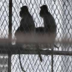 The Impact of Lost and Found Systems in Animal Shelters in Southeast SC