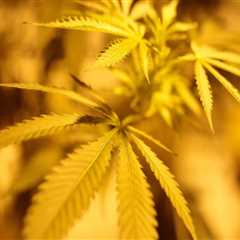 The Evolving Landscape of Cannabis in Southwest Washington