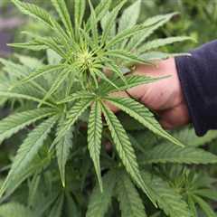 The Evolution of Medical Marijuana in Southwest Washington