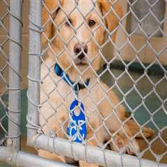 The Emotional Process of Surrendering a Pet to a Shelter in Southeast SC