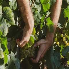Exploring the Unique Grape Varietals of Western Washington