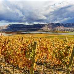The Impact of Soil Composition on Wine Production in Western Washington