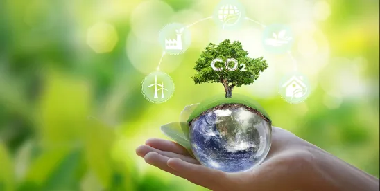 Carbon Insetting - How it Works, and Where It’s Headed