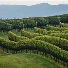 The Rise of Central Virginia's Wine Industry
