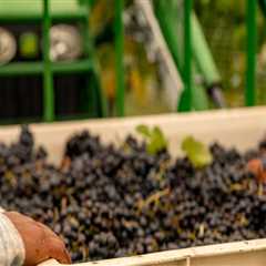 The Growing Wine Scene in Central Virginia