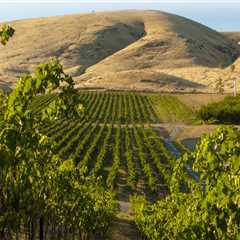 The Impact of the Wine Industry on Local Agriculture in Southwest Washington