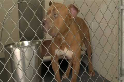 The Importance of Microchipping Animals at Shelters in Southeast SC