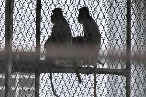 The Impact of Lost and Found Systems in Animal Shelters in Southeast SC