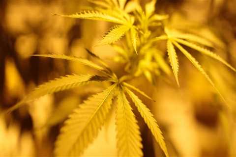 The Evolving Landscape of Cannabis in Southwest Washington