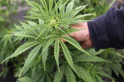 The Evolution of Medical Marijuana in Southwest Washington