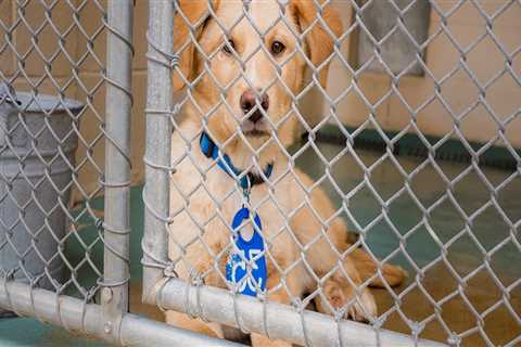 The Emotional Process of Surrendering a Pet to a Shelter in Southeast SC
