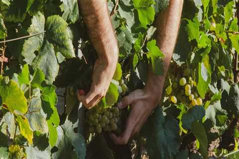 Exploring the Unique Grape Varietals of Western Washington