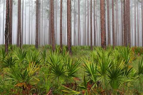 Exploring the Vital Government Agencies and Departments in Northwest Florida