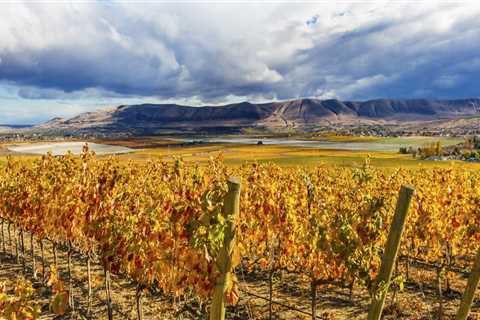The Impact of Soil Composition on Wine Production in Western Washington