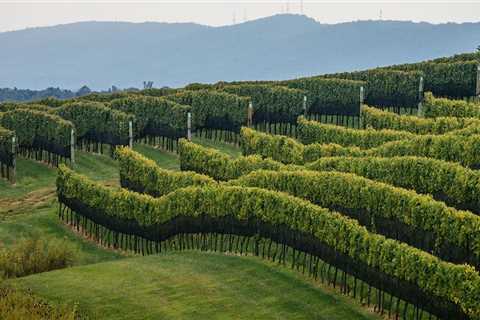 The Rise of Central Virginia's Wine Industry