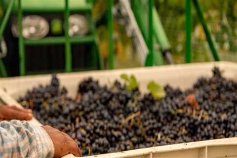 The Growing Wine Scene in Central Virginia