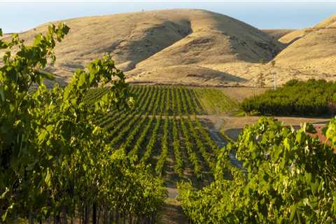The Impact of the Wine Industry on Local Agriculture in Southwest Washington