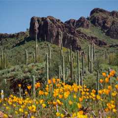 Transportation Options for Seniors in Pinal County, Arizona