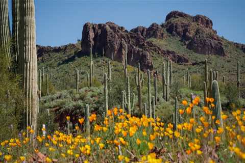 The Essential Services Offered at Senior Centers in Pinal County, Arizona