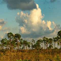 Protecting Southwest Florida's Ecosystems from the Impact of Natural Disasters