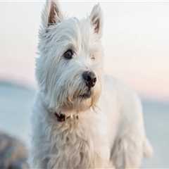 A Comprehensive Guide to Joining Pet Care Organizations in Western Washington