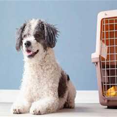 Comprehensive Guide to Pet Care Organizations Offering Transportation Services in Western Washington